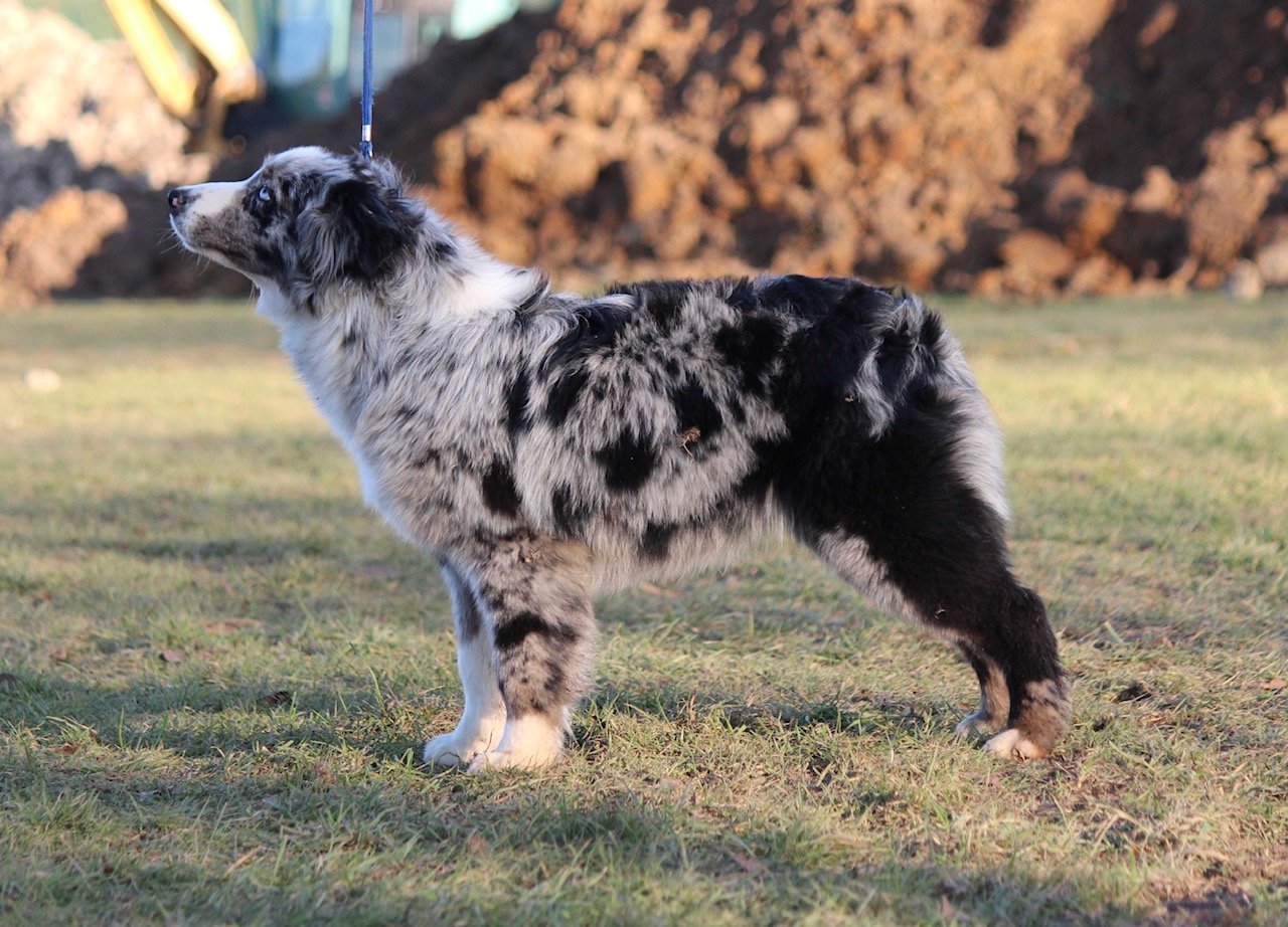 Berger Australien robe bleu merle