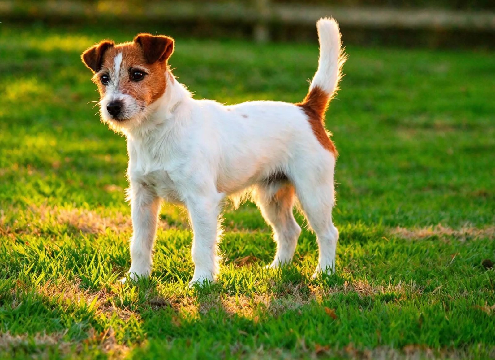 Jack Russell Terrier LOF en famille au calme