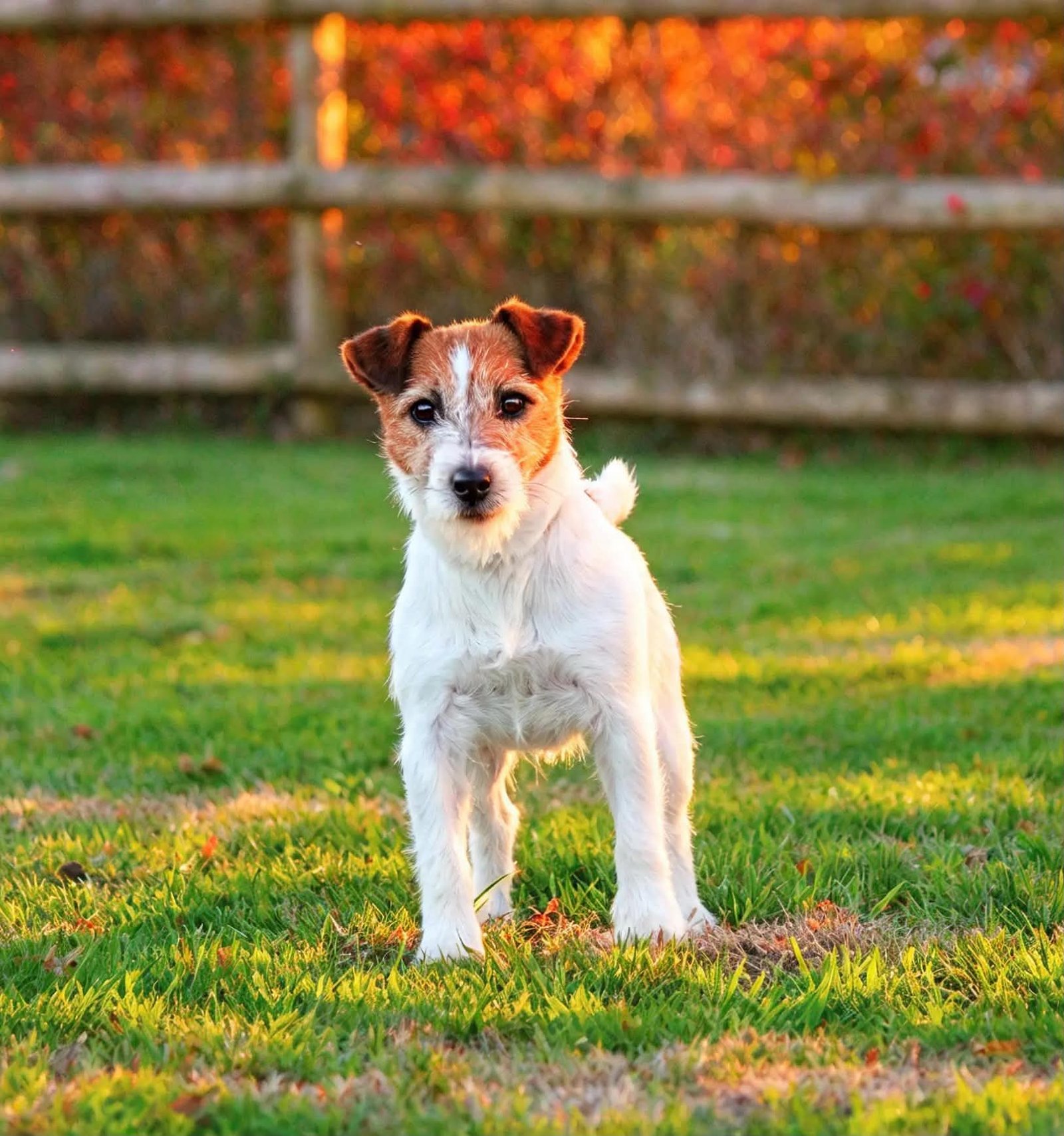 Jack Russell Terrier aux écuries avec les chevaux
