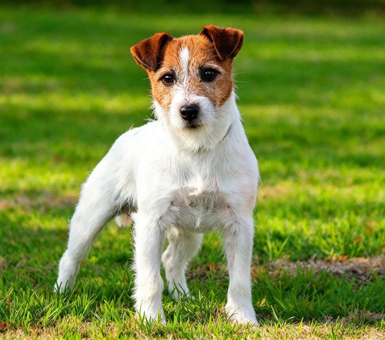 Jack Russell Terrier poil lisse