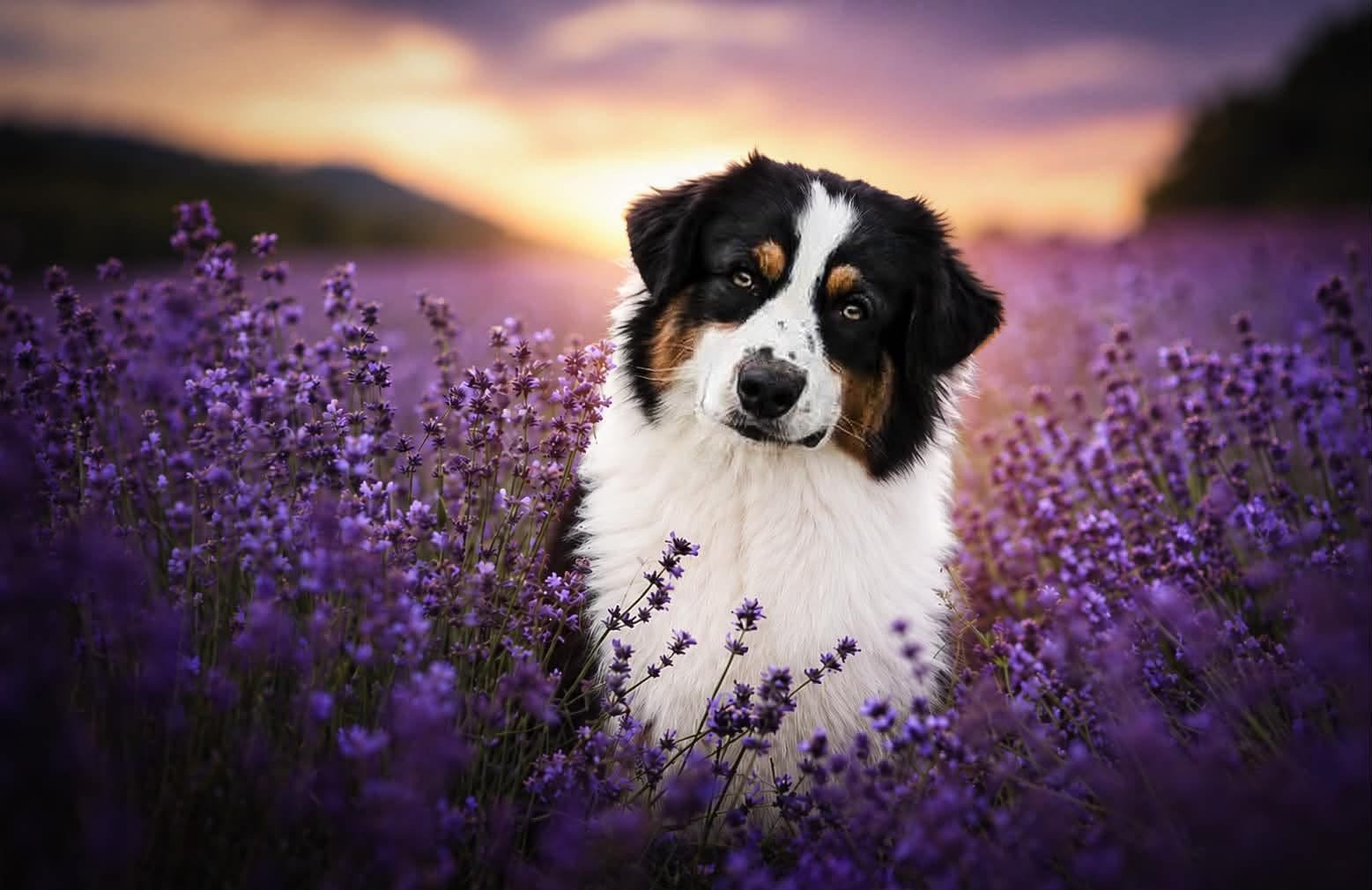 La dépense olfactive et l'apprentissage bienveillant du chiot