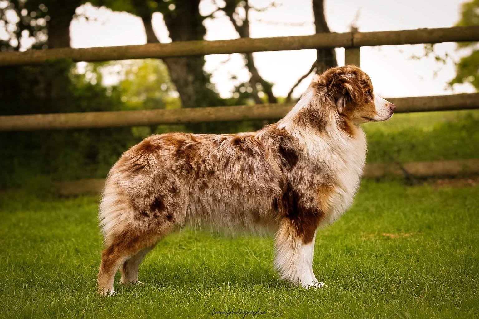 Élevage Berger Australien LOF en Normandie