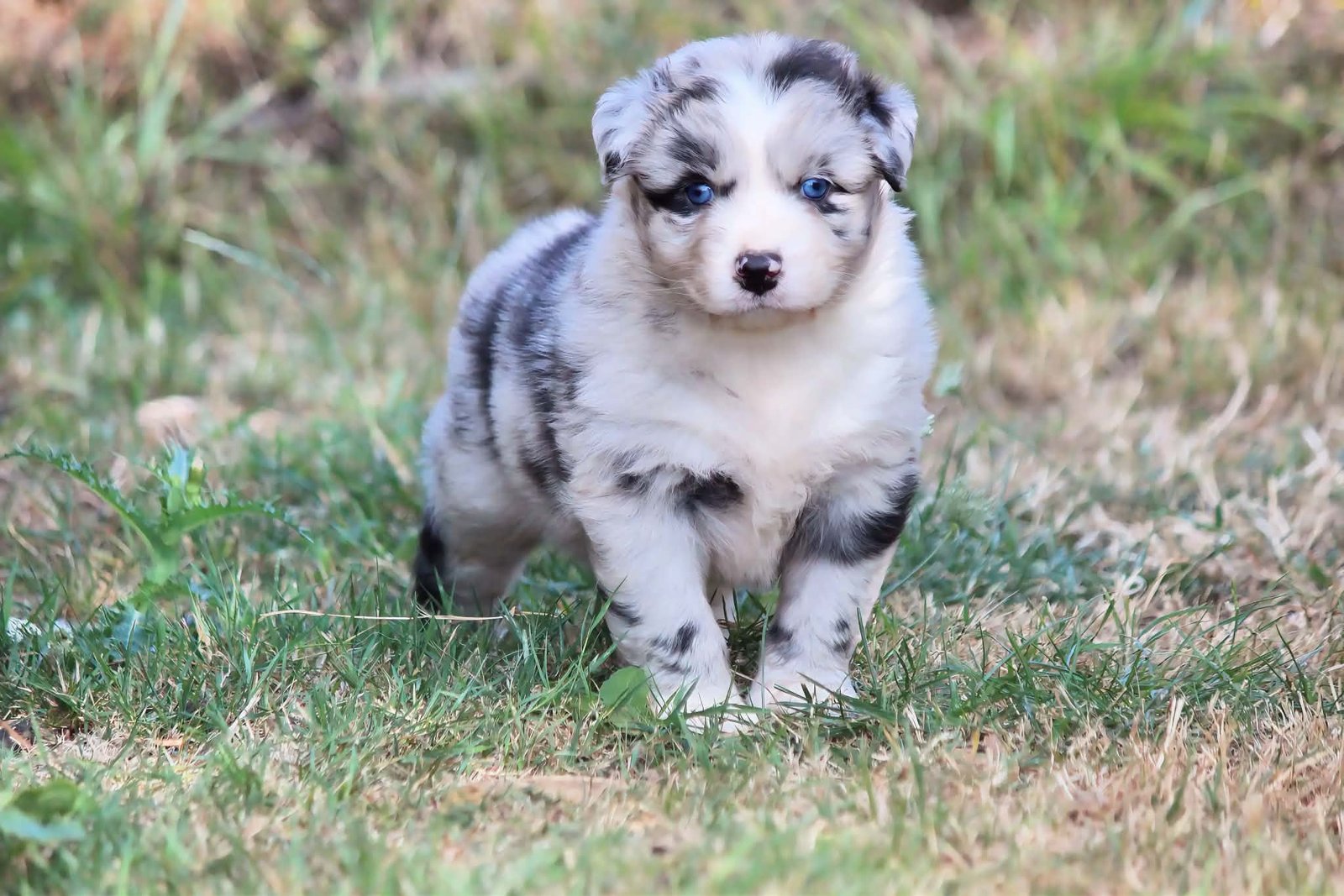 Chiot Berger Australien LOF du Clan de Mackenzie