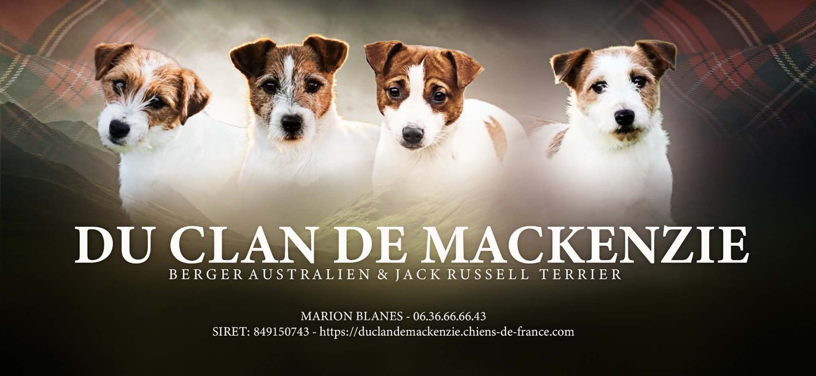 Élevage de Jack Russell Terrier LOF en Normandie - Le Clan de Mackenzie