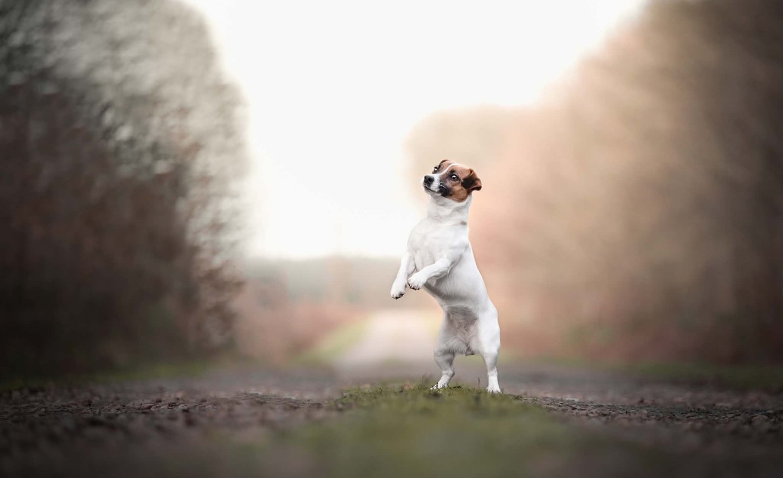 Cadre de vie et élevage de Jack Russell et Berger Australien du Clan de Mackenzie en Normandie