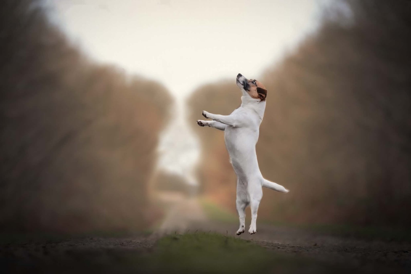 Jack Russell Terrier LOF standard et équilibré
