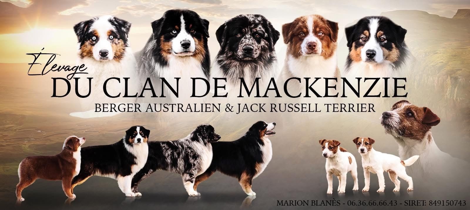 Les Lignées d'Excellence du Clan de Mackenzie - Bergers Australiens et Jack Russell Terriers LOF