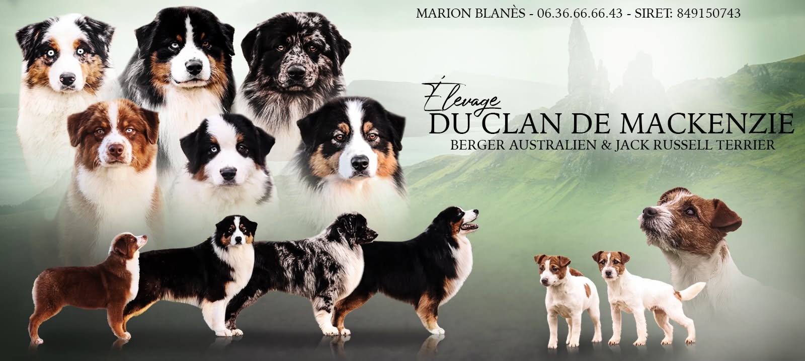 Élevage de Berger Australien LOF en Normandie - Le Clan de Mackenzie